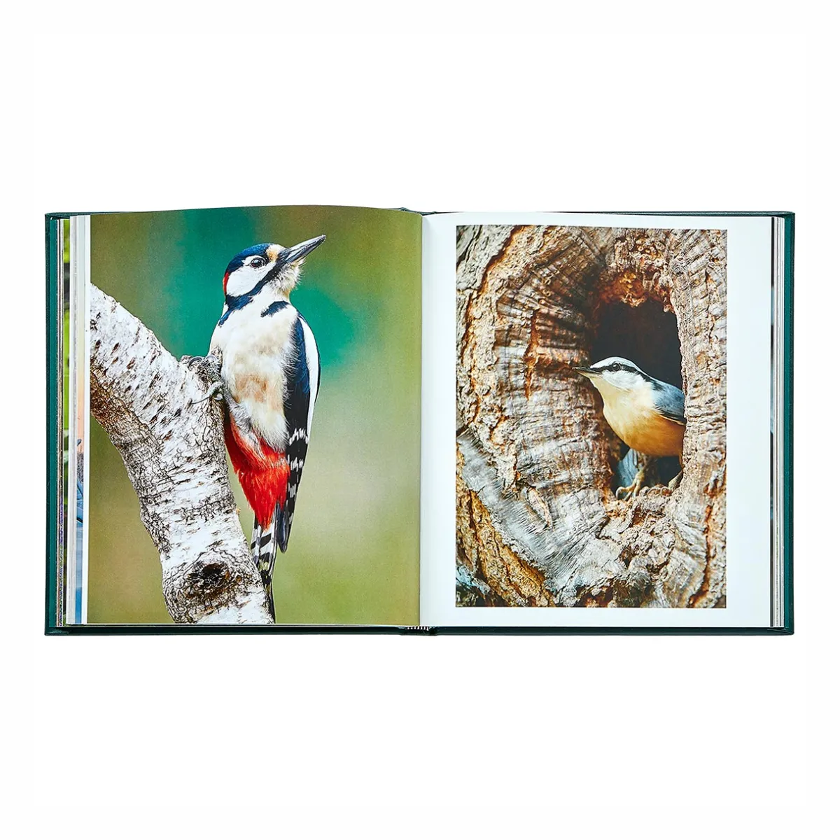 Levenger Books*The Hidden Life of Trees Leather Bound Edition